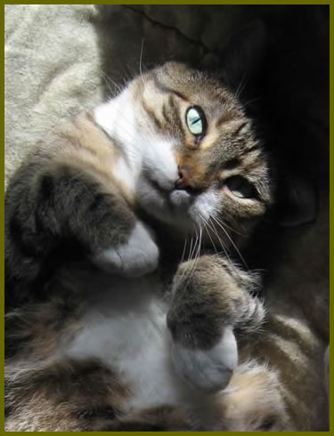 Cat on its back looking at the camera