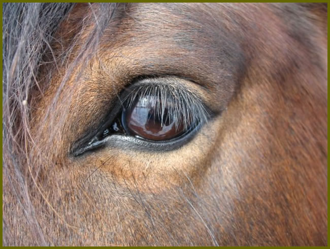 Up close look at a horse's eye