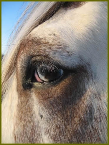 Eye of a horse up close