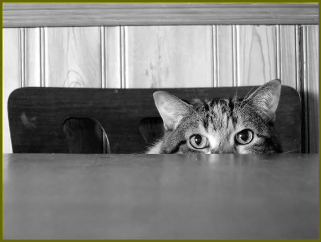 Cat peeking at the edge of a table