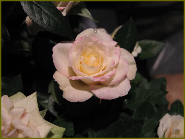 Close up of a pink rose flower
