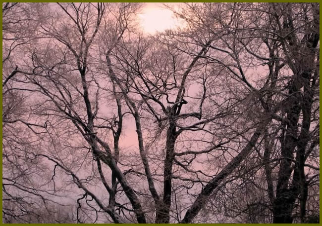 Tree full of pink flowers