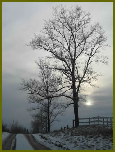 A farm laneway with a line of trees on both sides